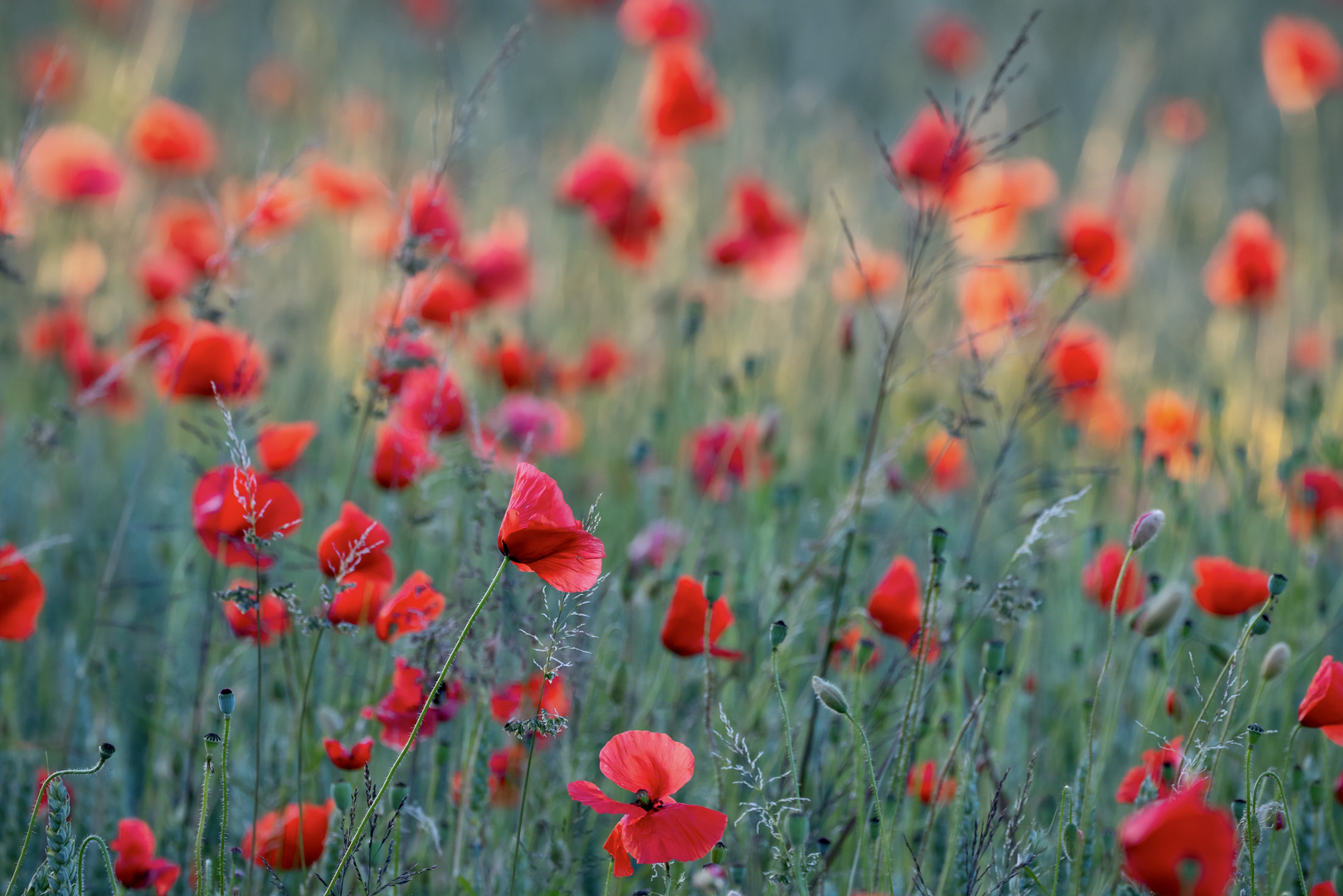 Mohn...