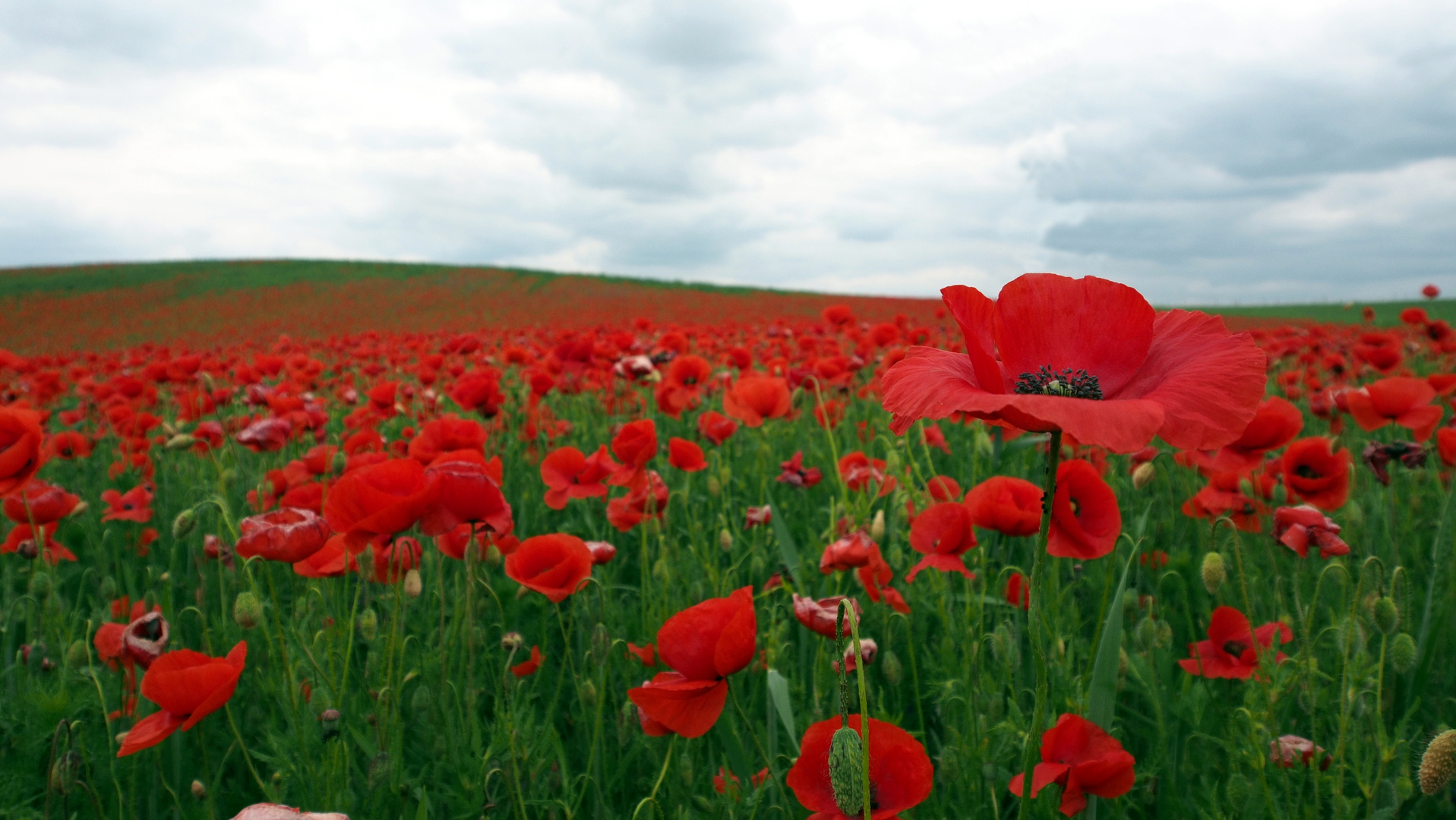 Mohn