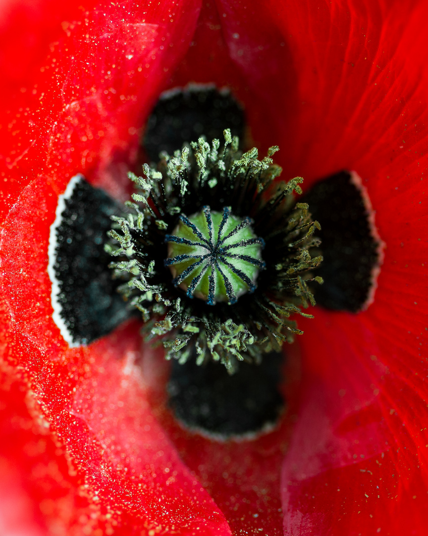 Mohn