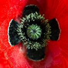 Mohn