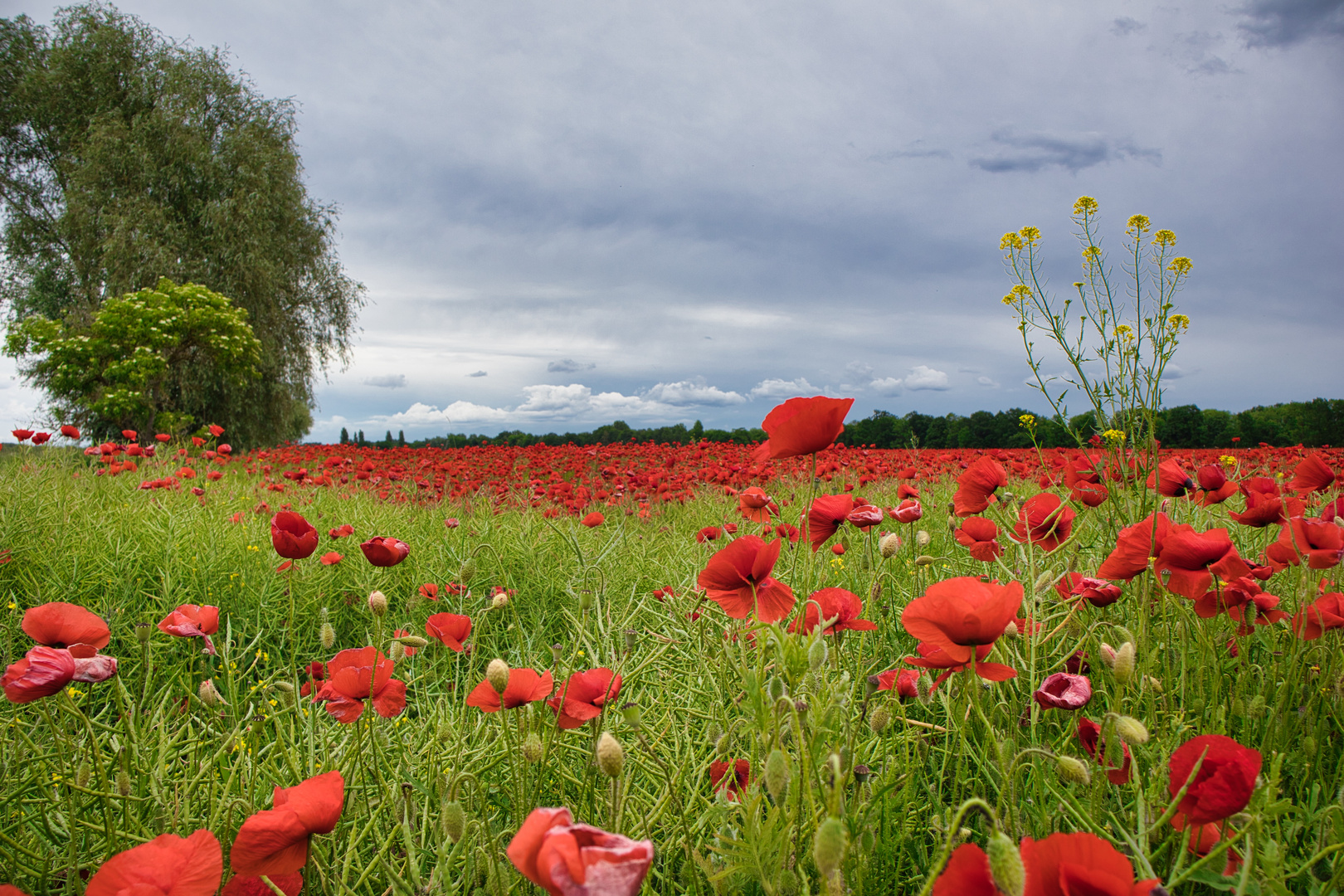 Mohn