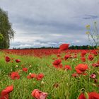 Mohn