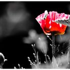 Mohn 