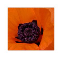 Mohn