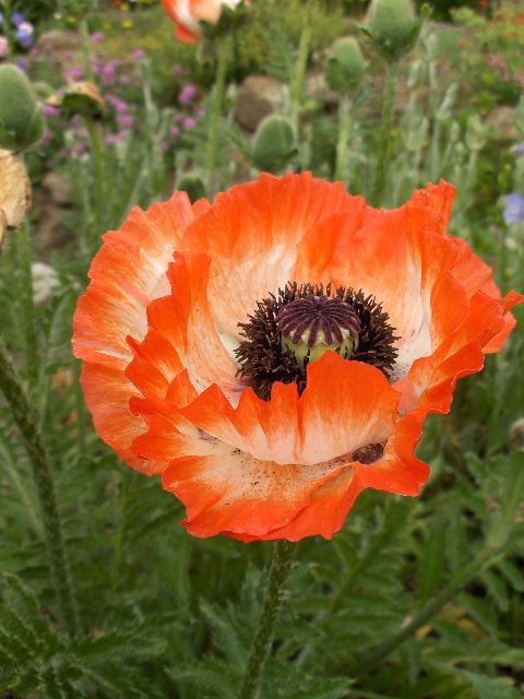 Mohn