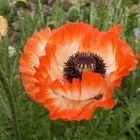 Mohn