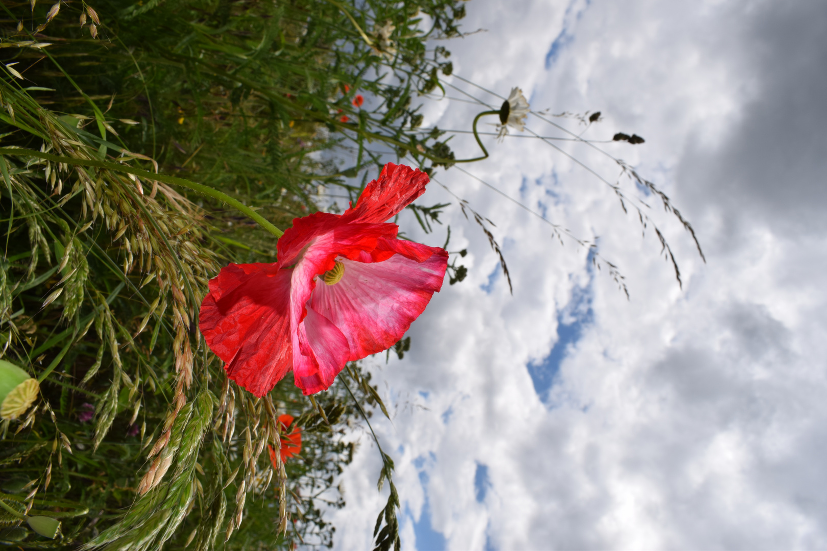 Mohn