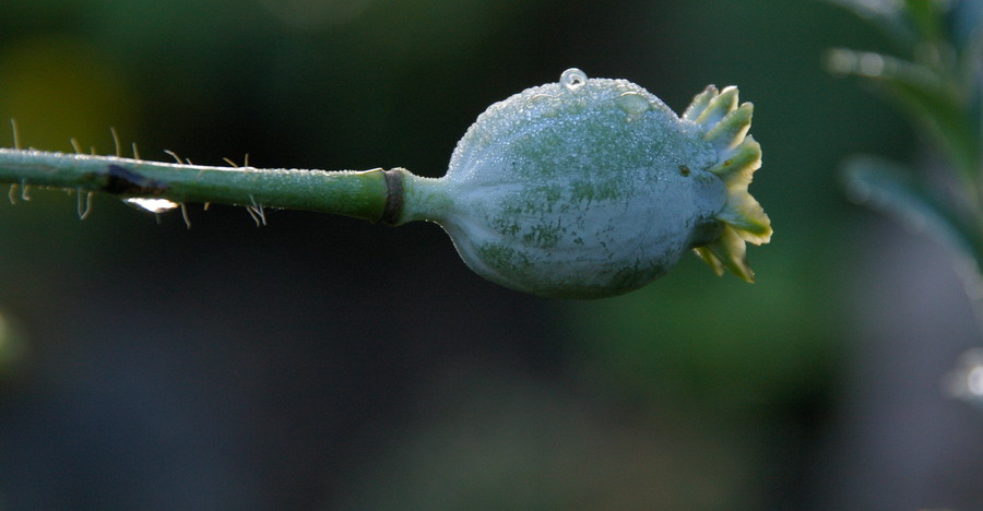 Mohn