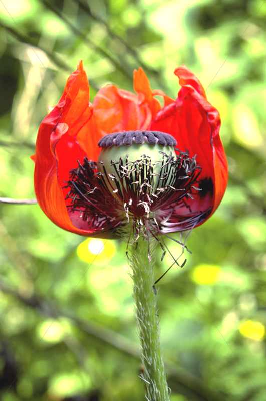 Mohn