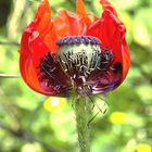 Mohn