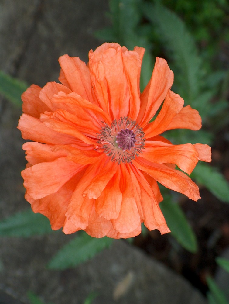 Mohn