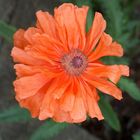 Mohn