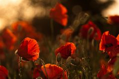 Mohn