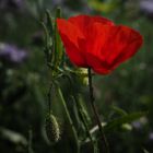 Mohn