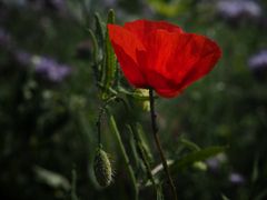 Mohn