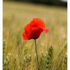 Mohn....