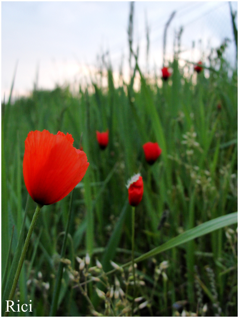 Mohn :)