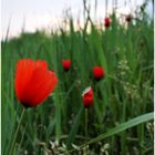 Mohn :)