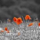 Mohn