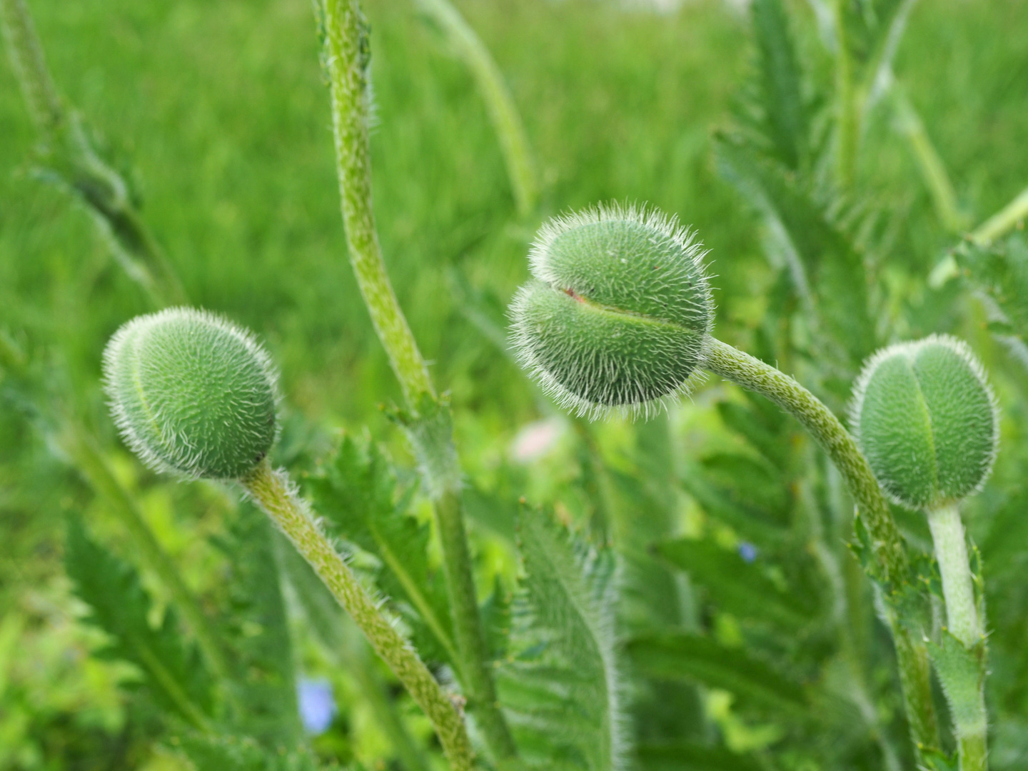 Mohn