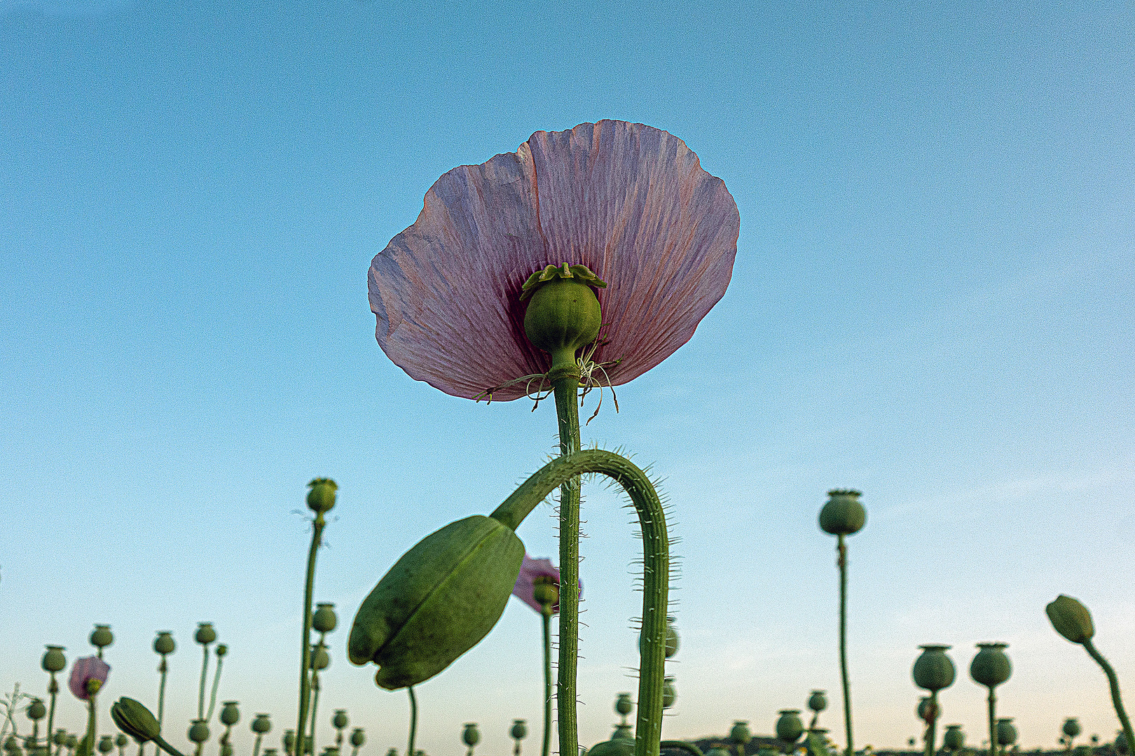 Mohn 