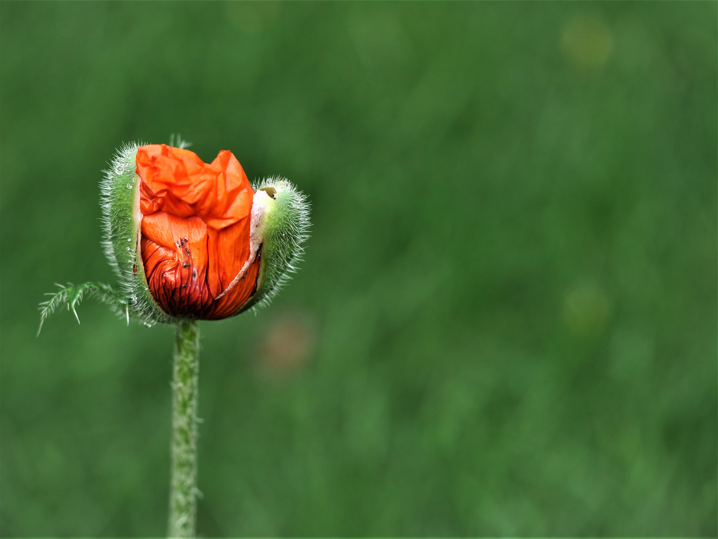 Mohn.