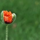 Mohn.