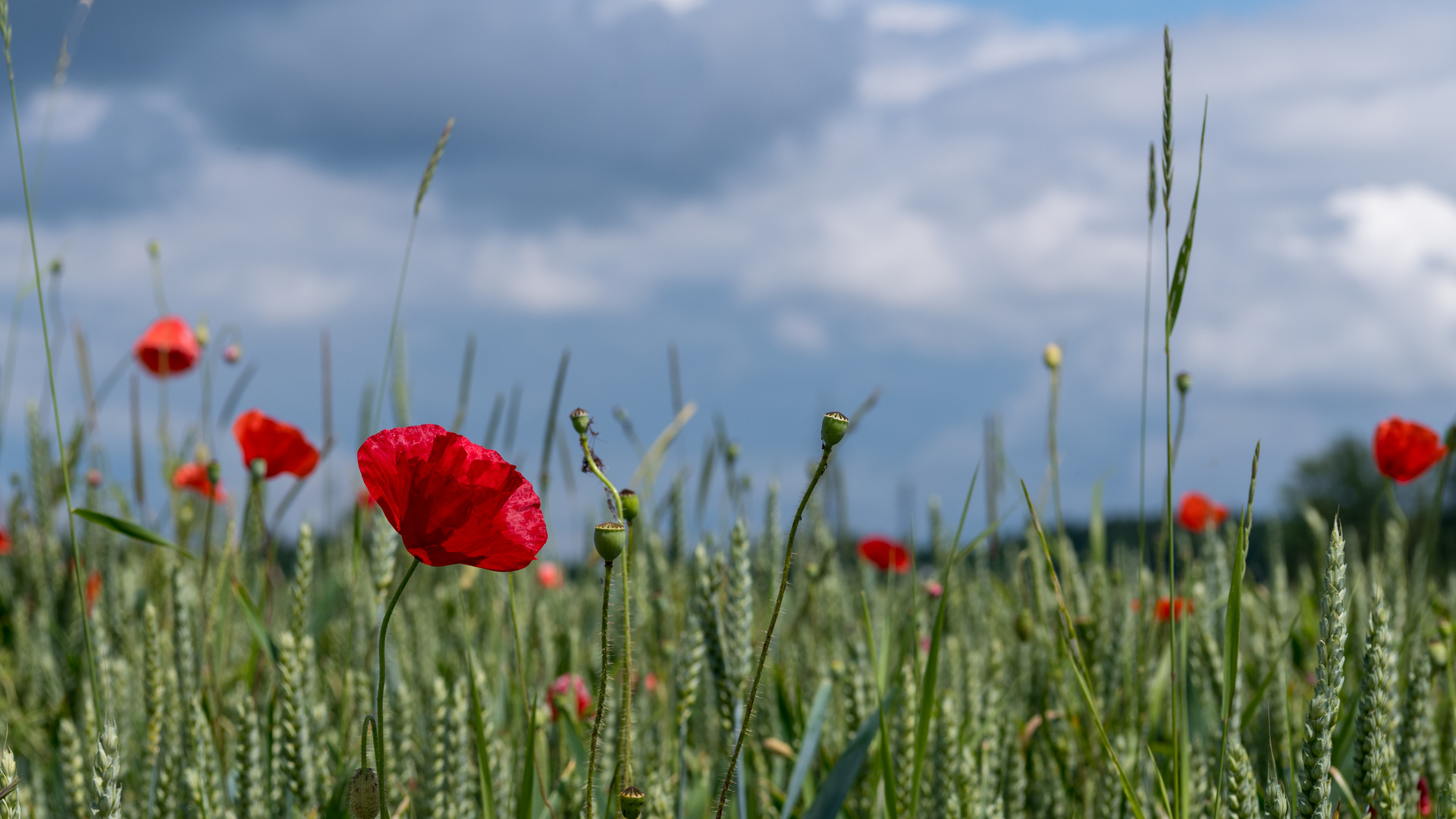 Mohn