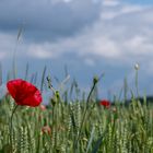 Mohn