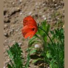 Mohn