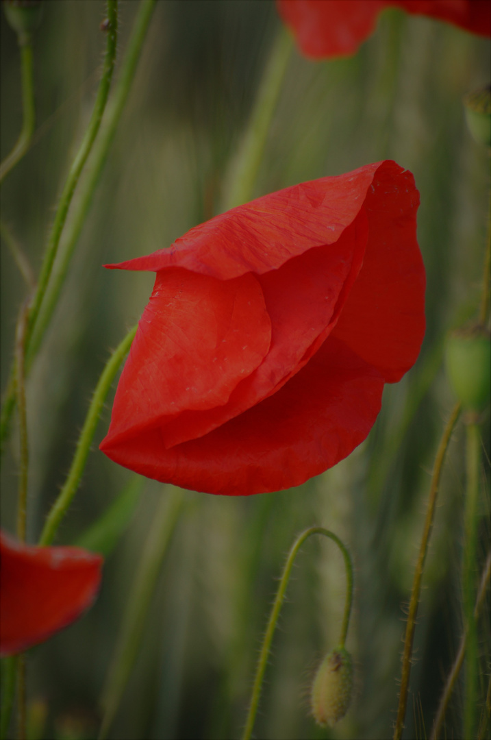 Mohn...