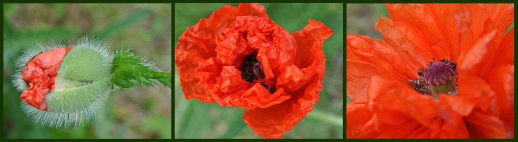 moHn