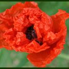 moHn