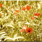 Mohn