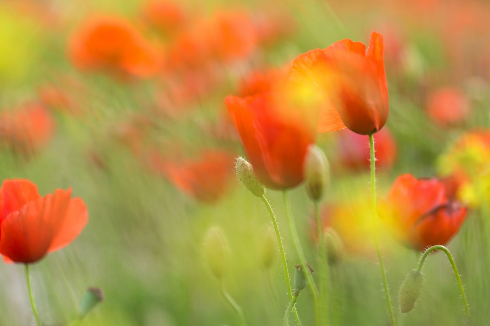 Mohn