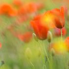 Mohn