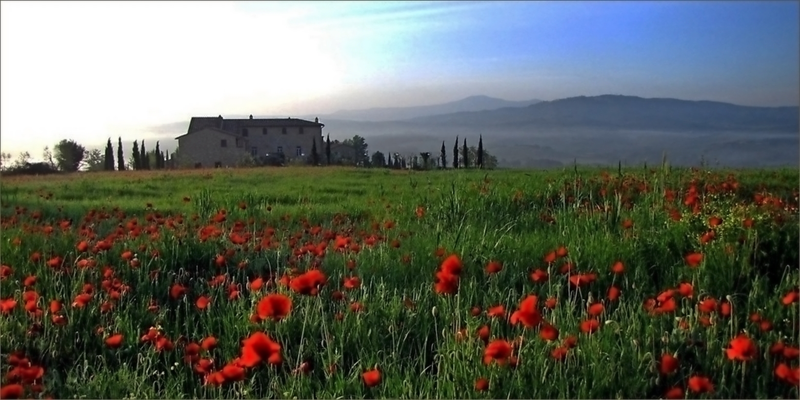 Mohn