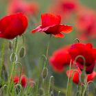 Mohn