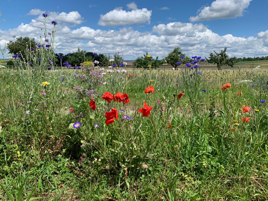 Mohn & Co.