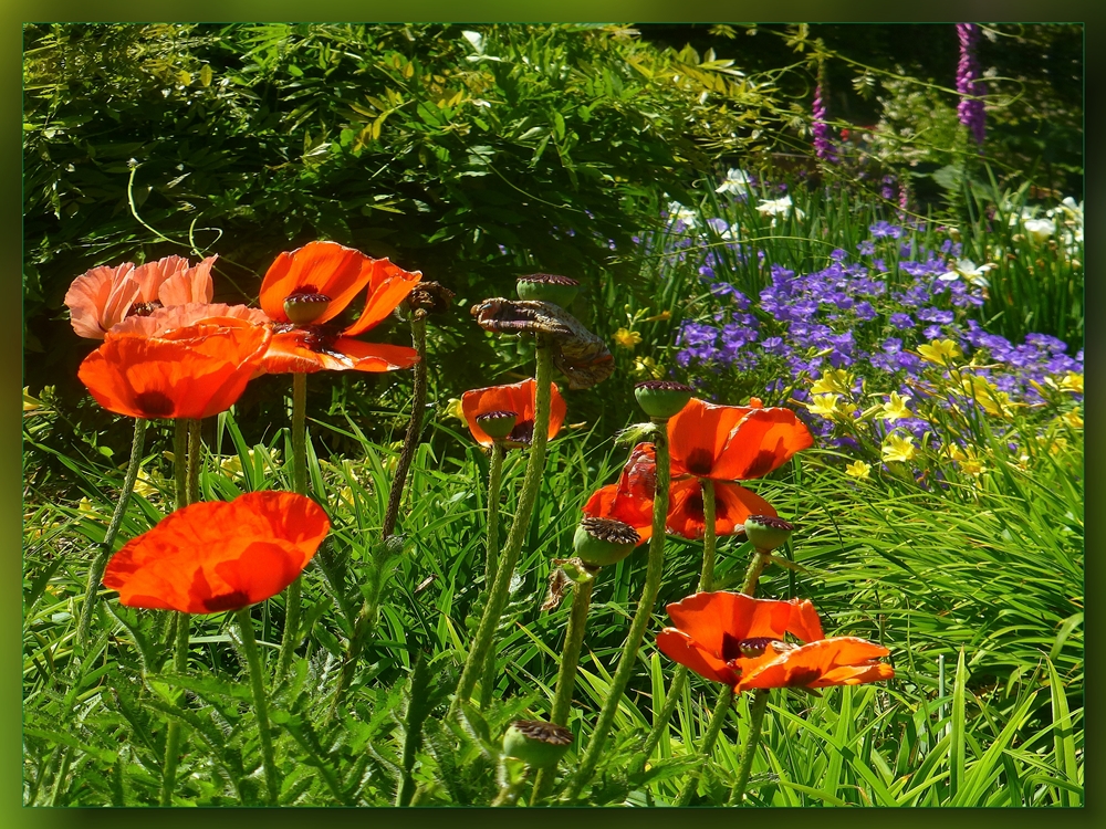 Mohn & Co. im Grugapark