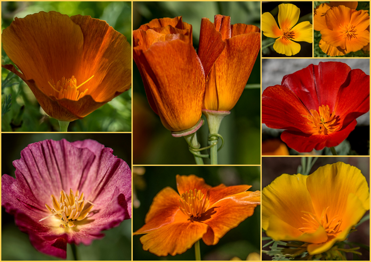 Mohn-Collage