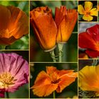 Mohn-Collage