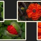 Mohn-Collage