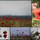 Mohn- Collage