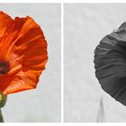 _ Mohn _ Collage _