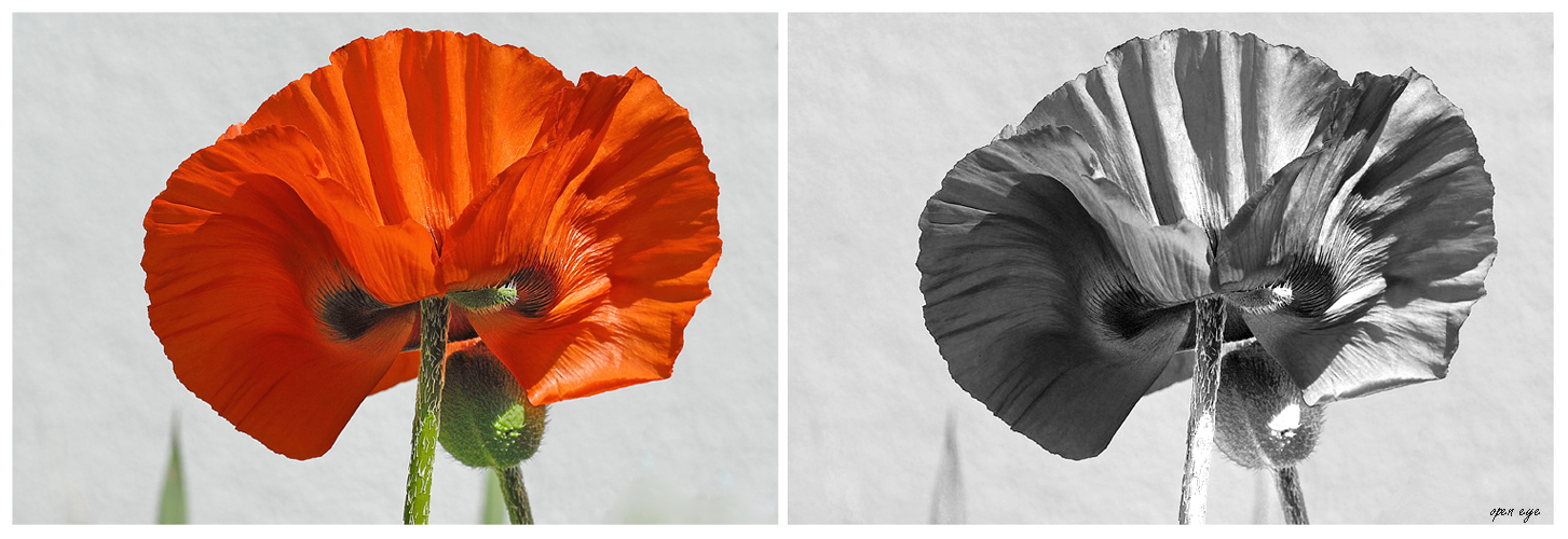 _ Mohn _ Collage _