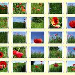 Mohn Collage die letzte