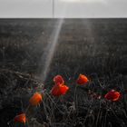 Mohn Colour-Key