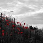 Mohn Colourkey