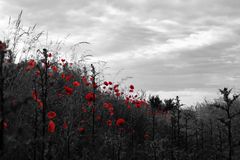 Mohn Colourkey